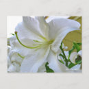 Buscar lilium postales Flor