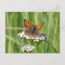 Buscar mariposa marrón postales General y unisex