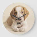 Buscar beagle relojes de pared Fotografía