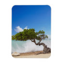 Buscar aruba imanes Isla