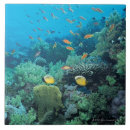 Buscar el nadar azulejos Criaturas del sealife