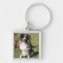 Buscar border collie llaveros Perrito