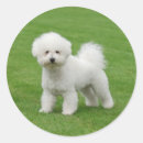 Buscar bichon frise pegatinas Blanco