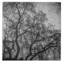 Buscar árbol blanco y negro azulejos Ramas