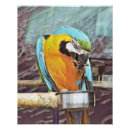 Buscar loros fotografía Machacar