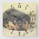Buscar rottweiler relojes de pared Animal