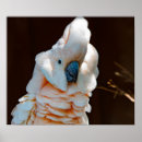 Buscar pájaros bonitos posters Hermoso