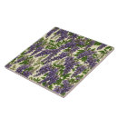 Buscar glicinias azulejos Púrpura