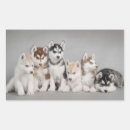 Buscar huskie postales Adorable