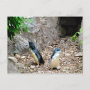 Buscar vacío fotografía Animal