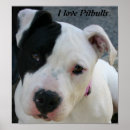 Buscar mi pitbull posters Perro