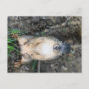Buscar animales salvajes postales Bosques