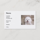 Buscar bichon tarjetas de visita Frise del bichon