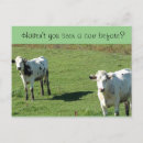 Buscar vacas divertidas postales Agricultura
