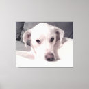 Buscar recuperación lienzos Cachorro