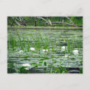 Buscar lilas blancas postales Flor