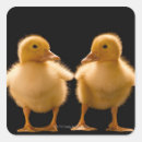 Buscar patitos pegatinas Pato