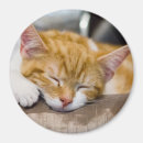 Buscar kitten imanes Naranja