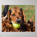 Buscar nariz de perro posters Perrito