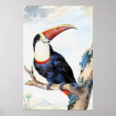 Buscar pico rojo posters Pájaro