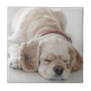 Buscar integral azulejos Fotografía