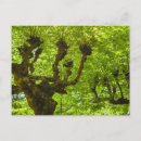 Buscar azores tarjetas e invitaciones Jardín
