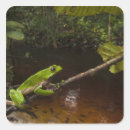 Buscar bicolor postales Reserva de iwokrama