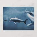 Buscar carcharodon Animales