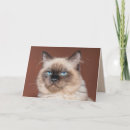 Buscar gatos siameses tarjetas Gatito