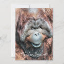 Buscar orangután invitaciones Orangutanes