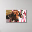 Buscar liso lienzos Cachorro