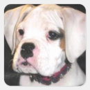 Buscar boxer pegatinas Cachorro