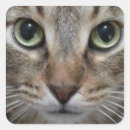 Buscar gato de tabby pegatinas Gatos