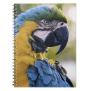 Buscar loro cuadernos Machacar