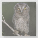 Buscar otus del asio Un animal
