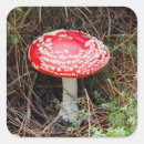 Buscar nueva zelanda pegatinas Colorido