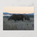 Buscar alces postales Vida silvestre