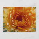 Buscar heidi postales Flor