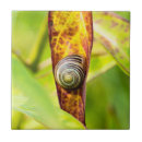 Buscar moluscos azulejos Concha