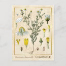 Buscar herbario postales Planta