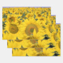 Buscar girasol amarillo papel de regalo Floral