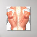 Buscar músculo lienzos Detalle