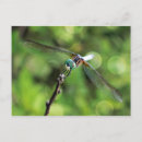 Buscar libélulas postales Para todos