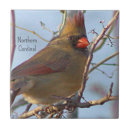 Buscar pájaro cardinal azulejos Pájaros