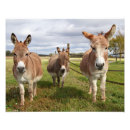 Buscar burro salvaje posters Naturaleza