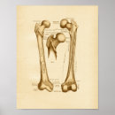 Buscar fémur Anatomía