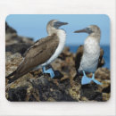 Buscar galápagos alfombrillas de raton Animal