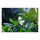 Buscar plantas hawaianas posters Tropical