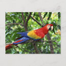 Buscar extremidad postales Animal