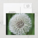 Buscar diente de león postales Invitados